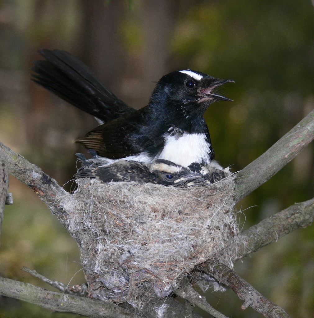 Songbirds of Oceania trivia question image
