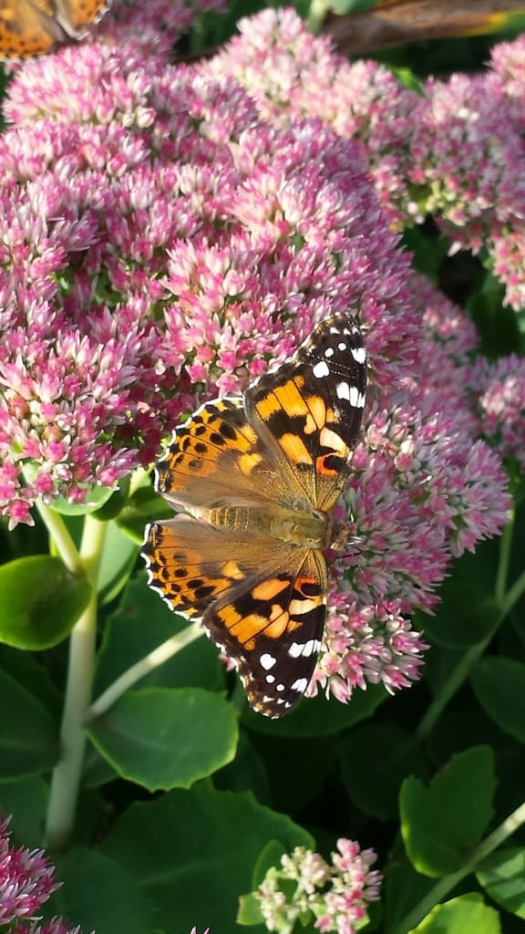 Butterflies of the World trivia question image