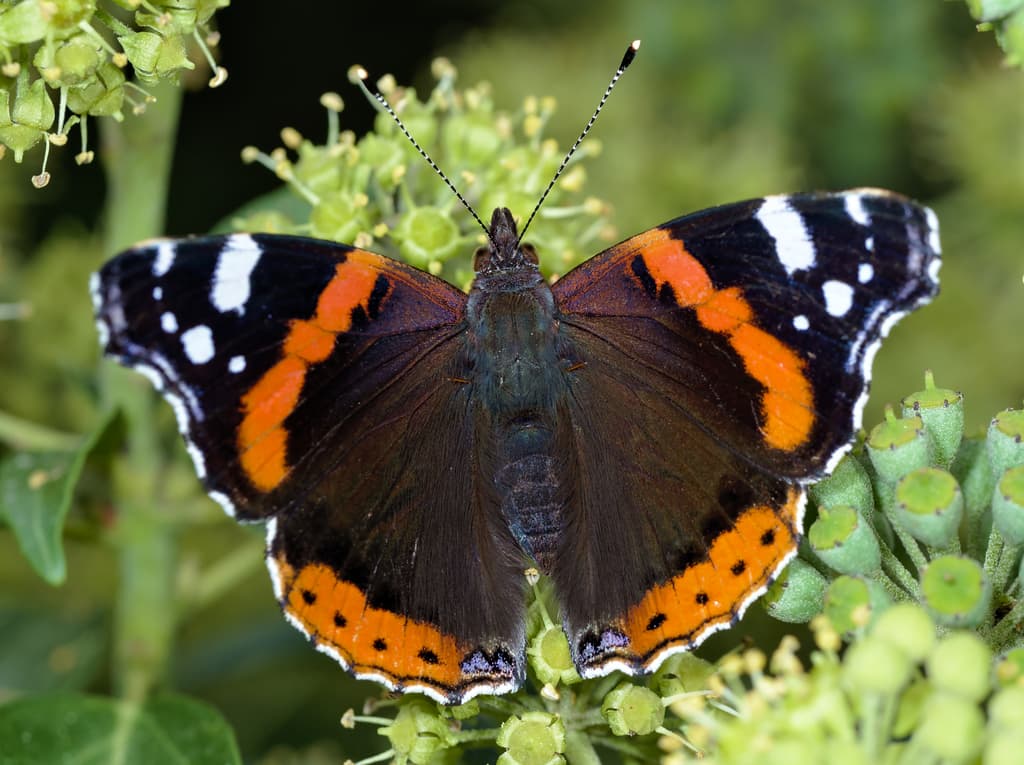 Butterflies of the World trivia question image