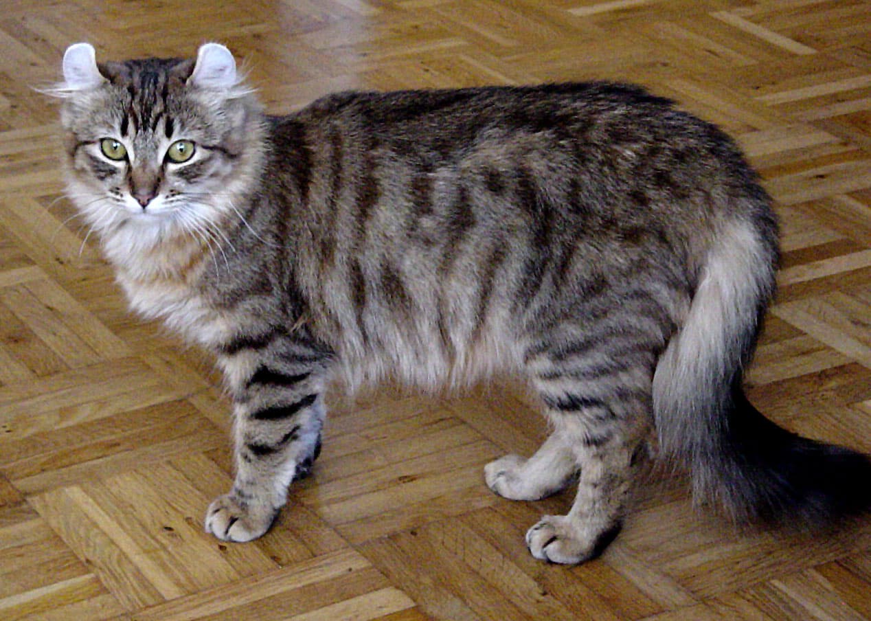 Cat Breeds trivia question image