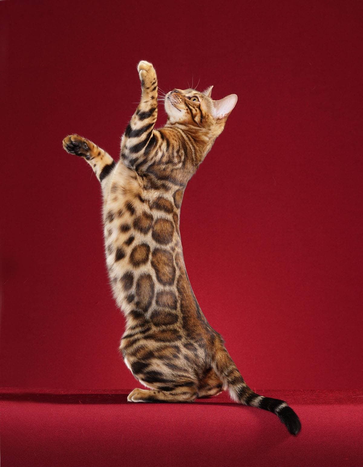 Cat Breeds trivia question image
