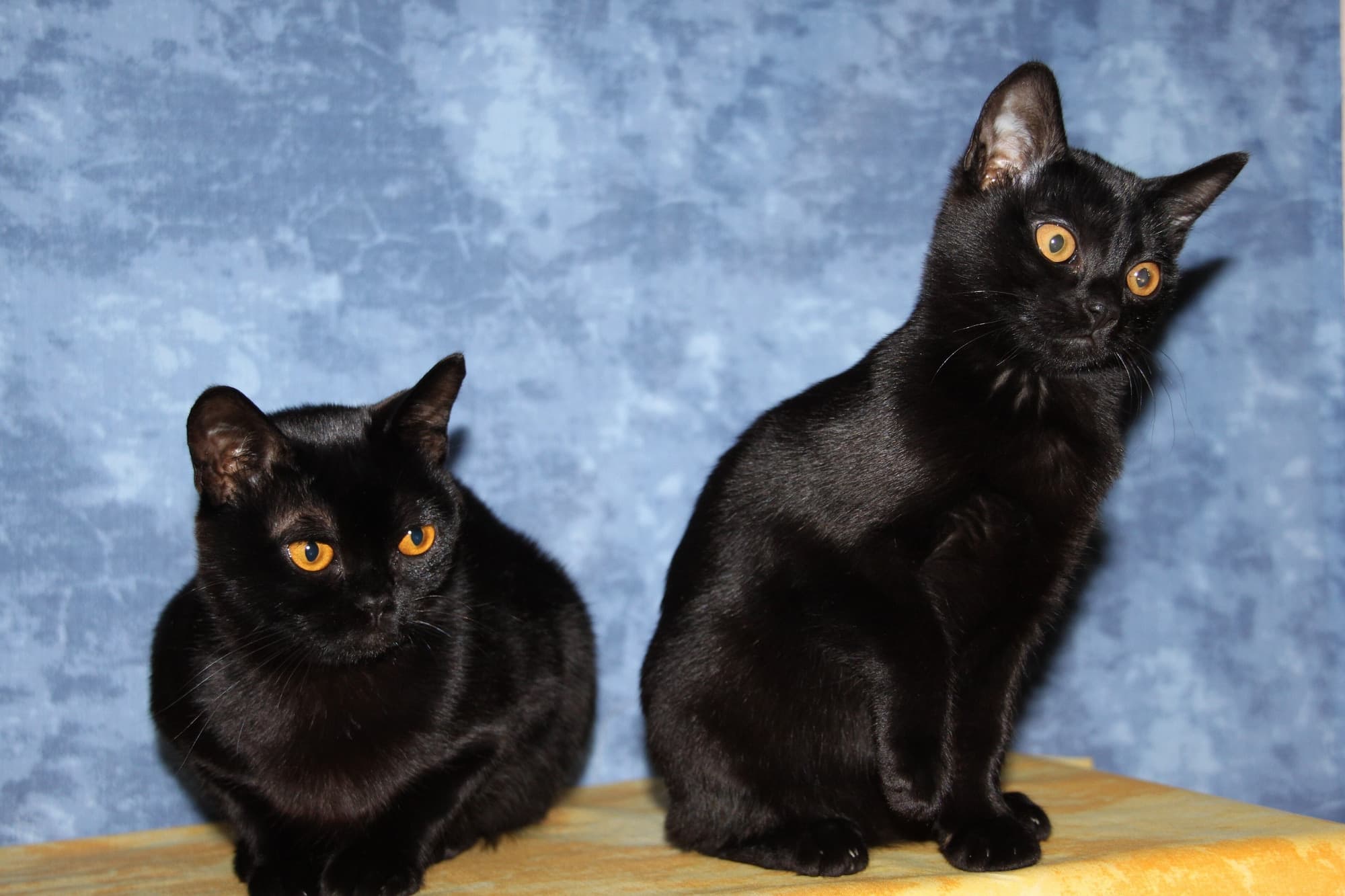 Cat Breeds trivia question image