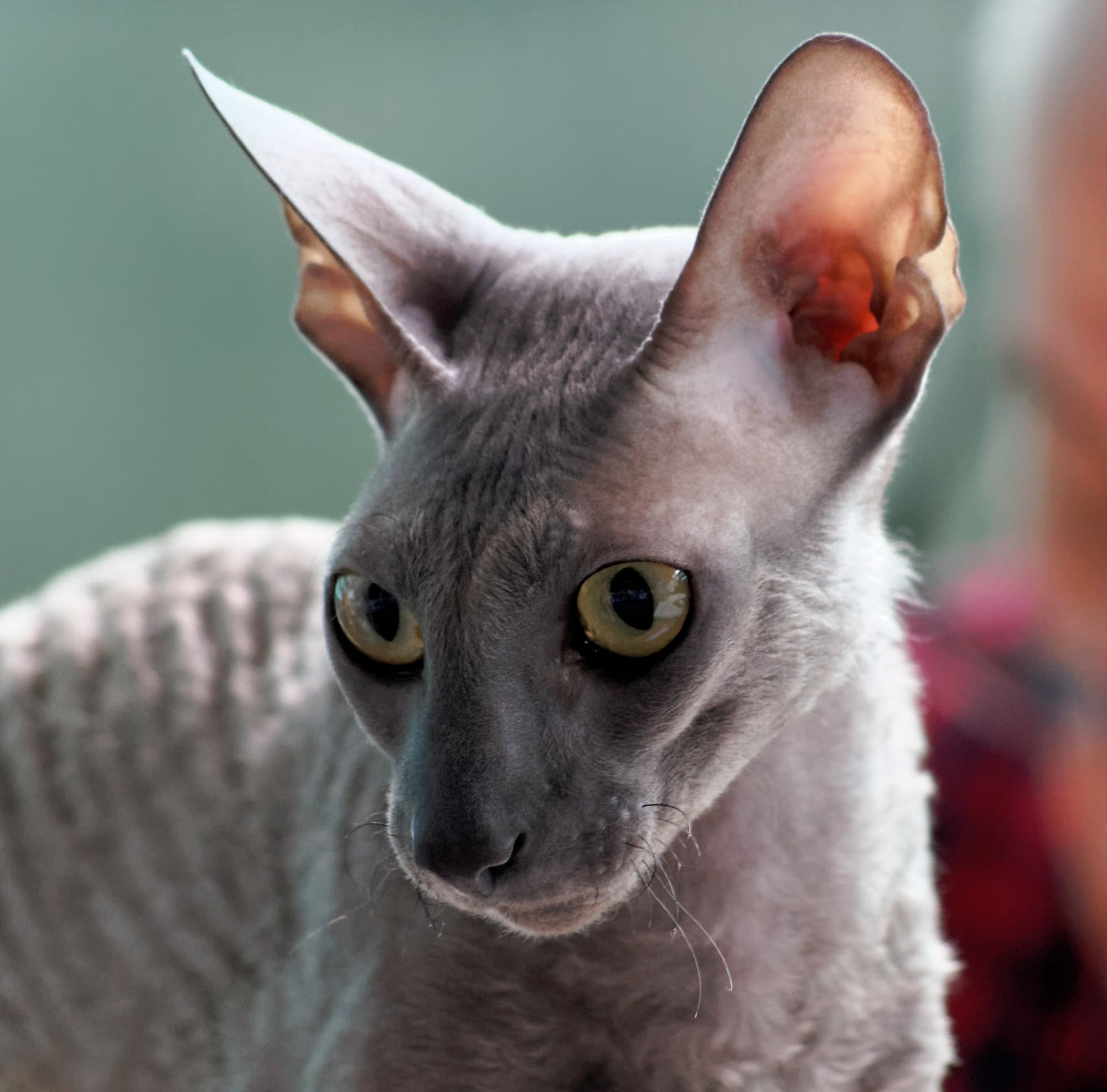 Cat Breeds trivia question image