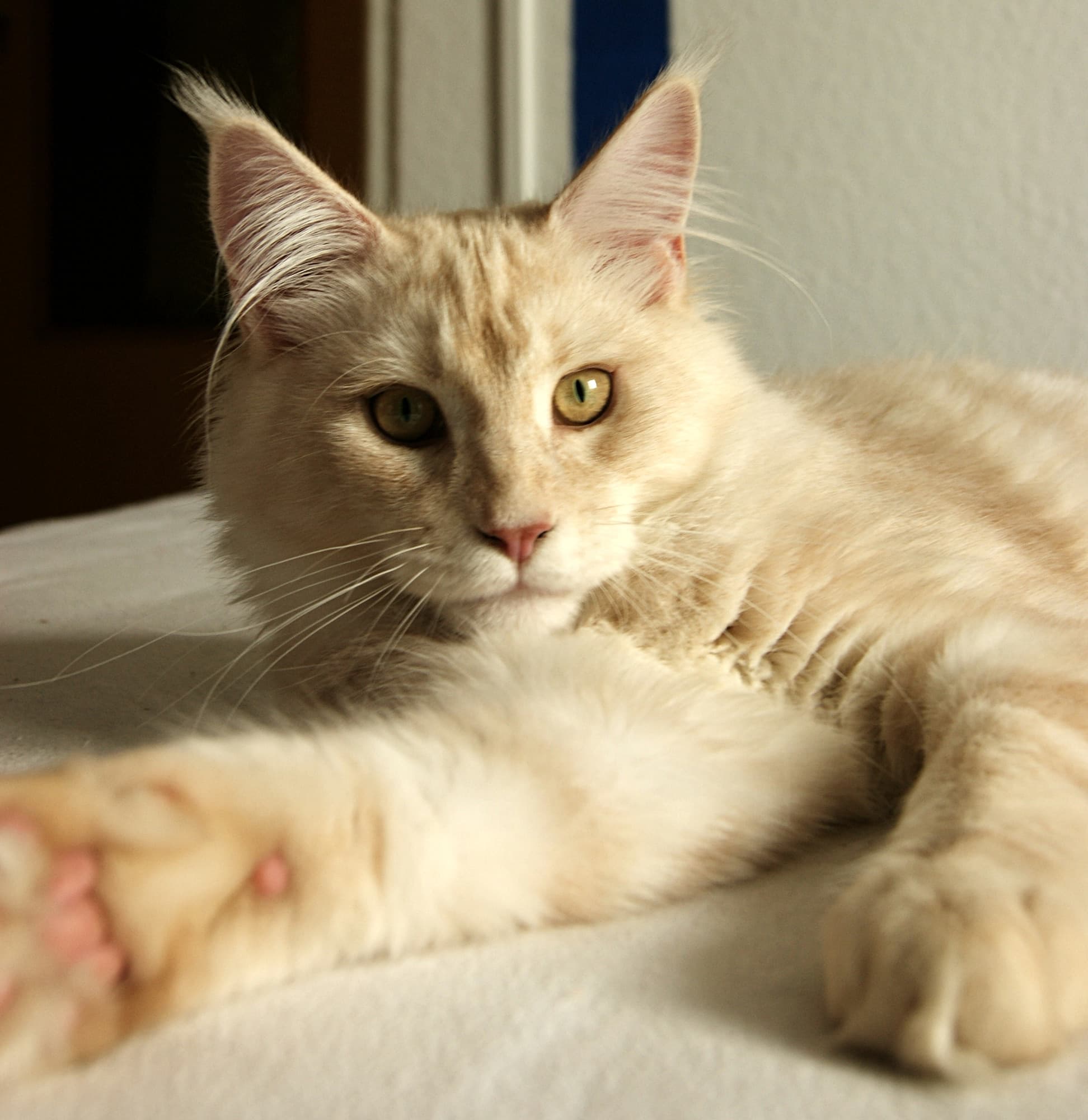 Cat Breeds trivia question image