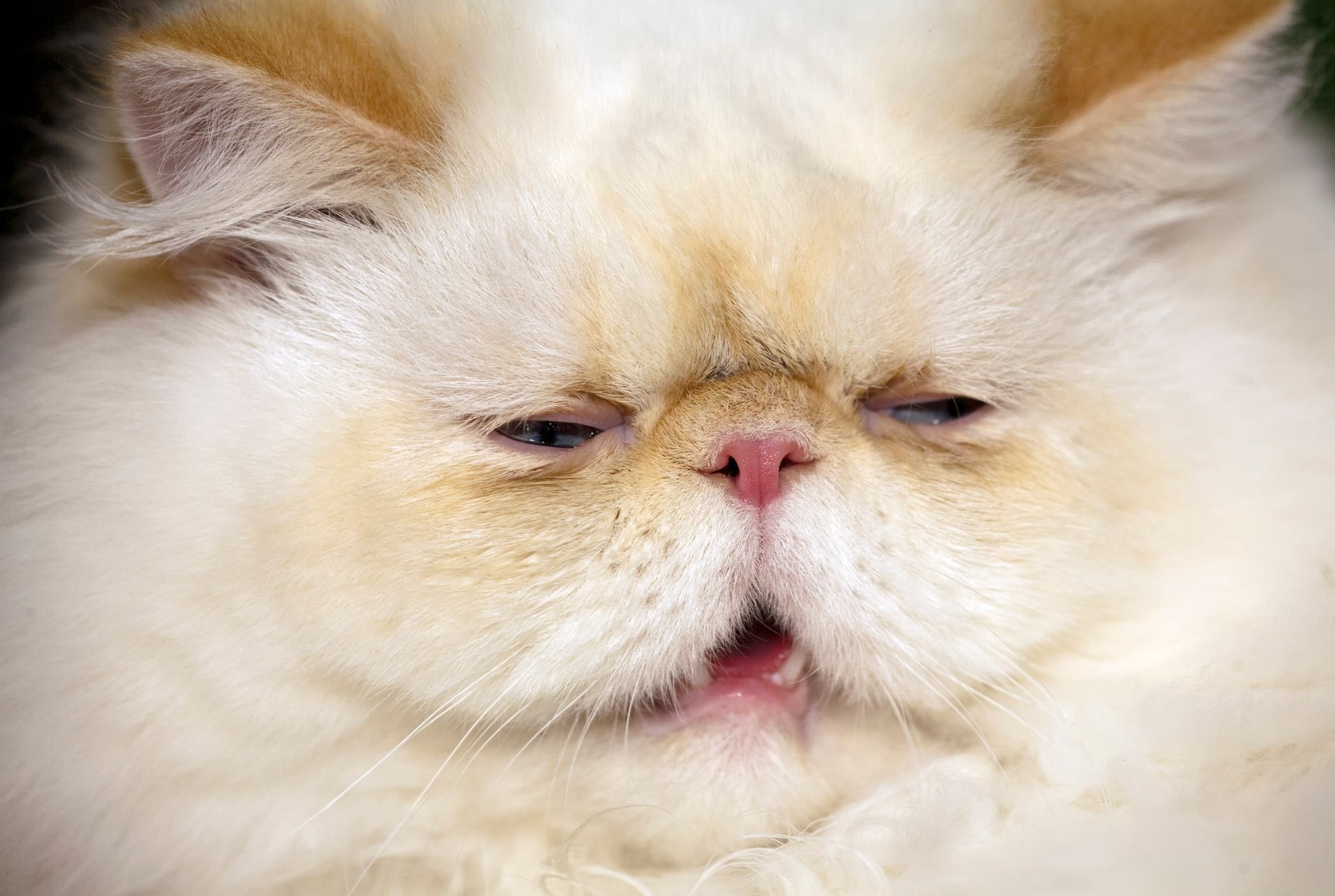 Cat Breeds trivia question image