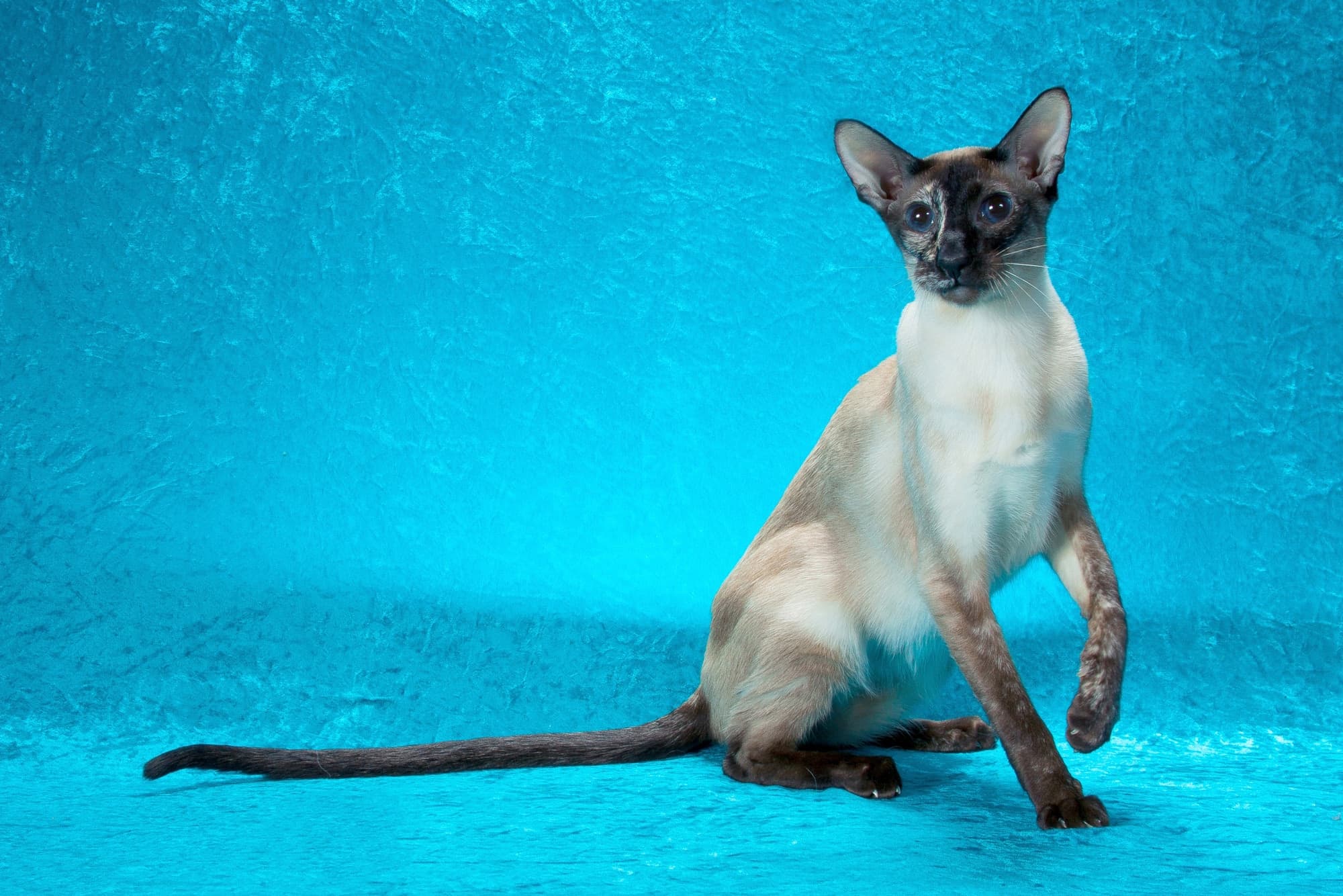 Cat Breeds trivia question image