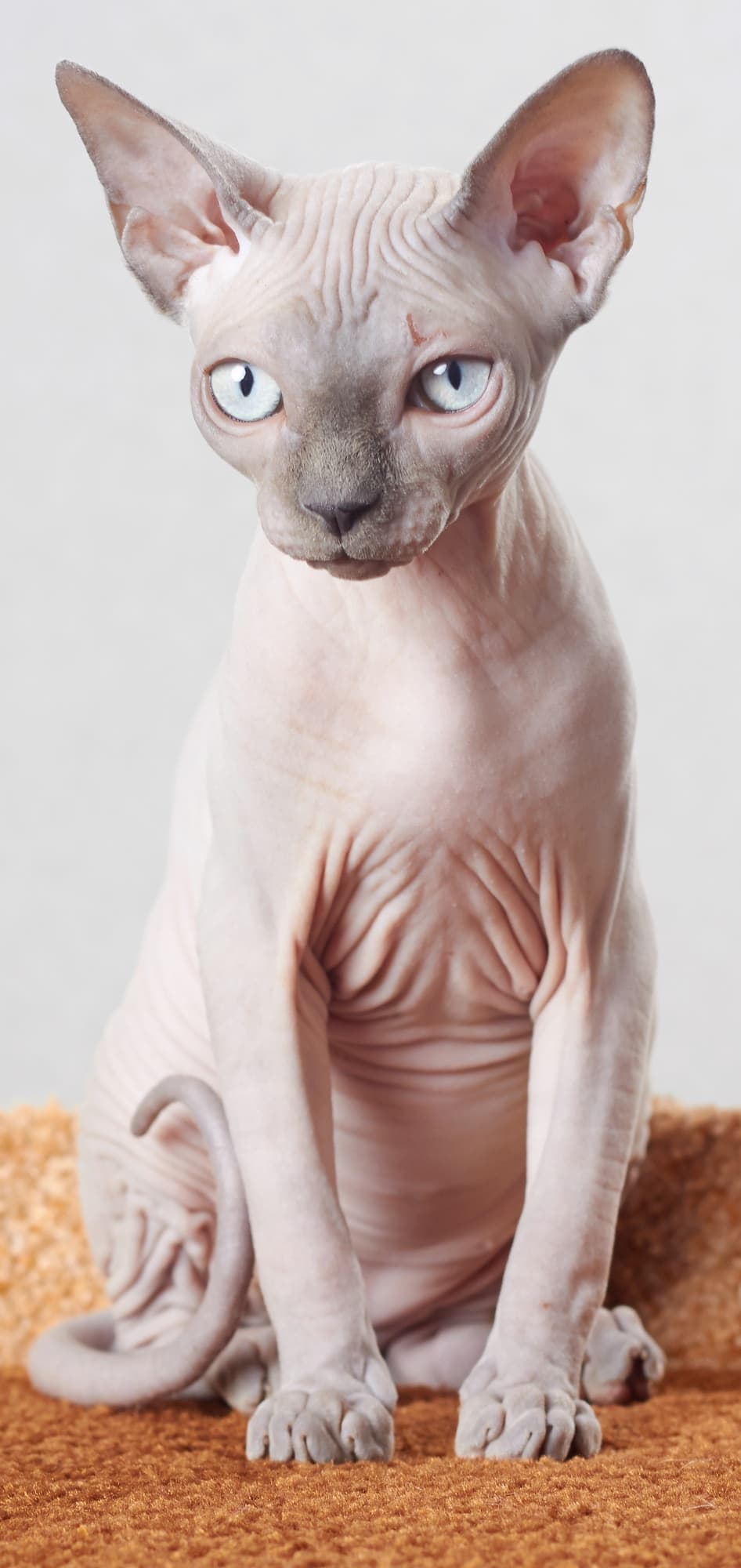 Cat Breeds trivia question image