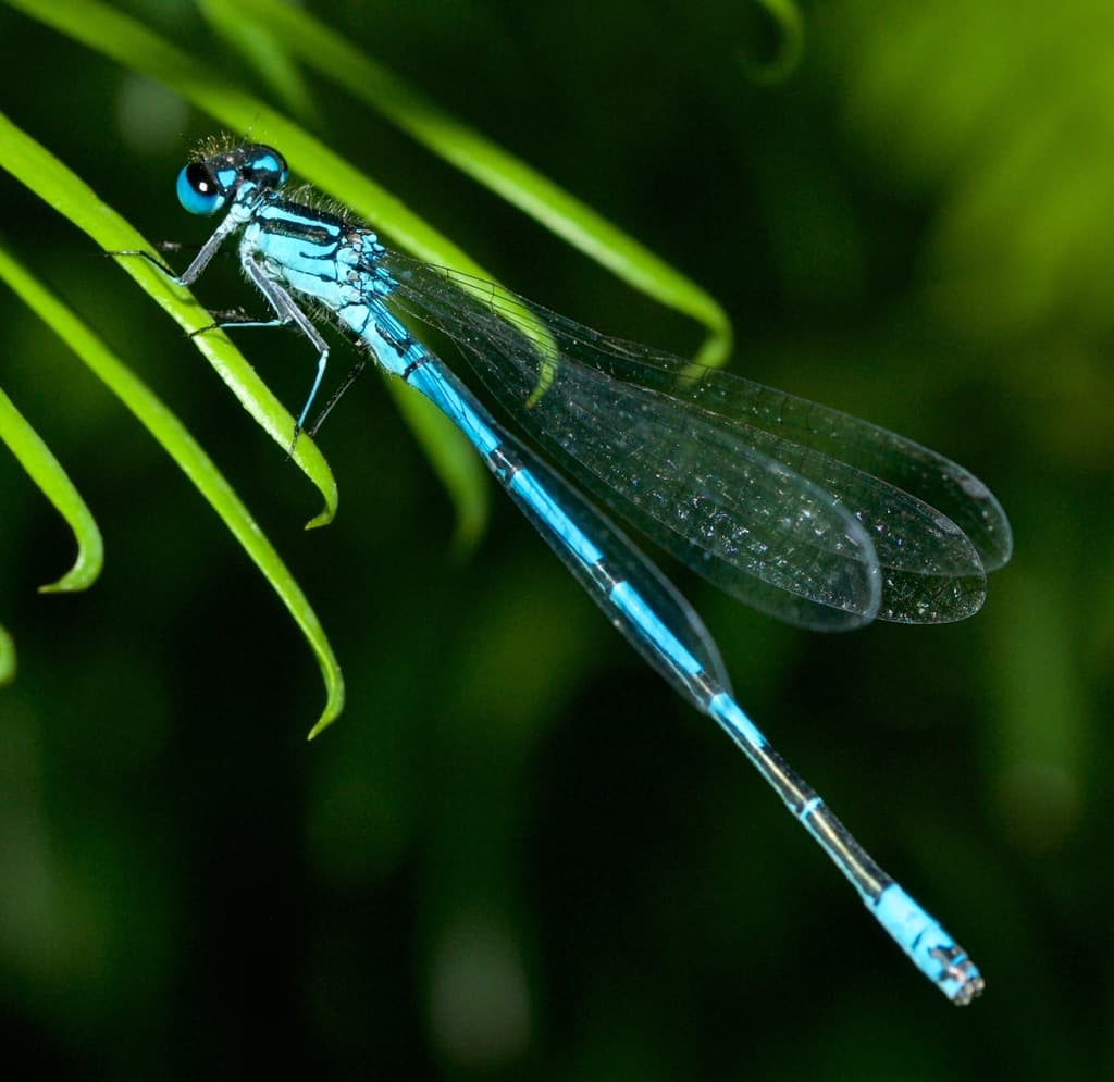 Damselflies of the World trivia question image