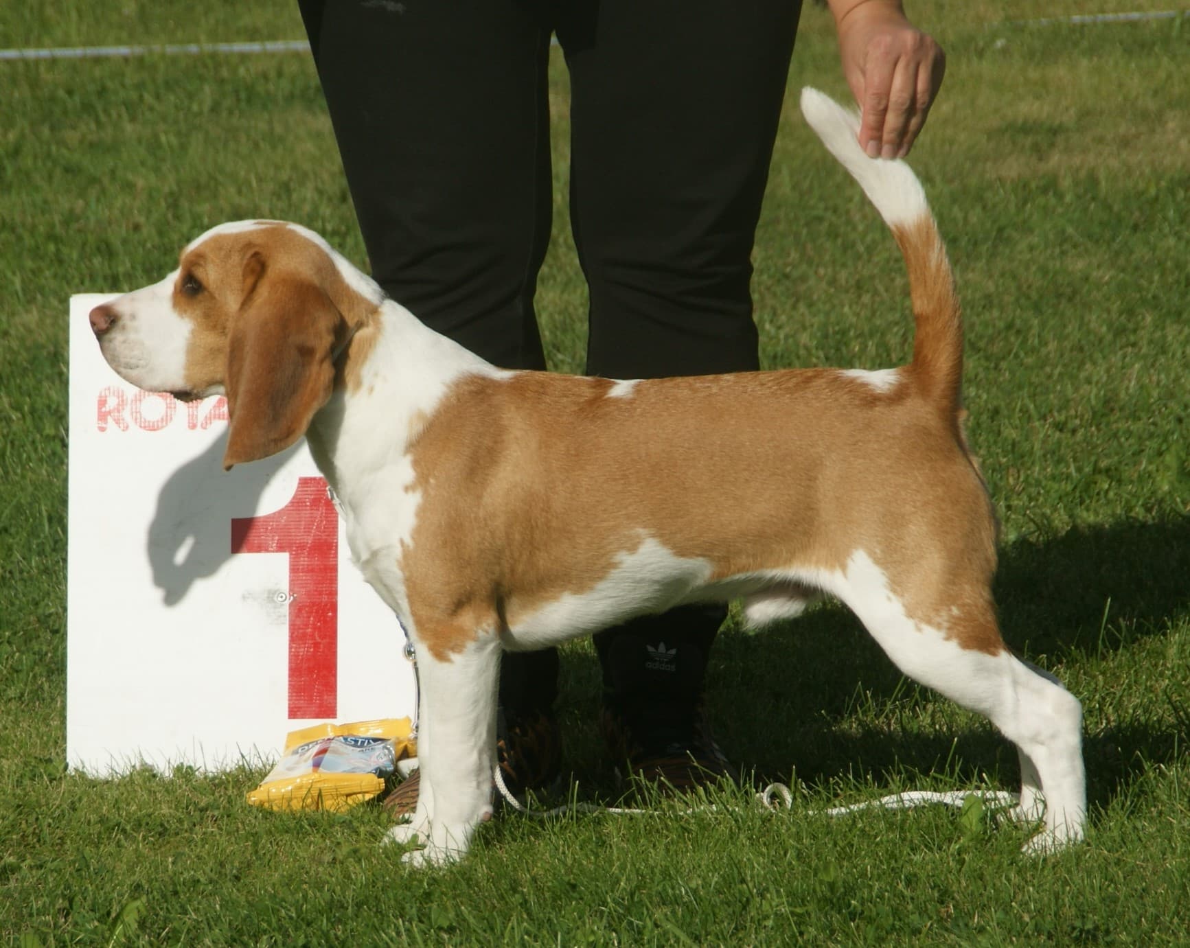 Dog Breeds trivia question image