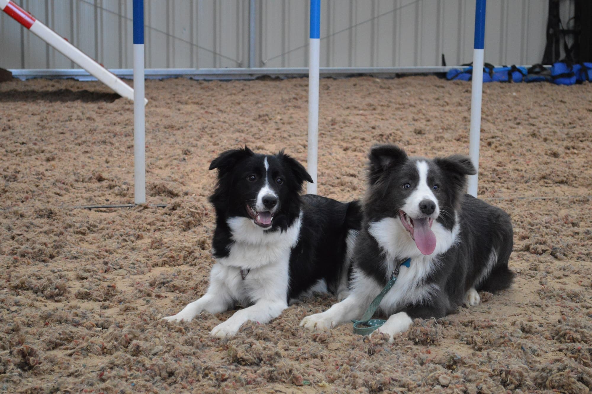 Dog Breeds trivia question image