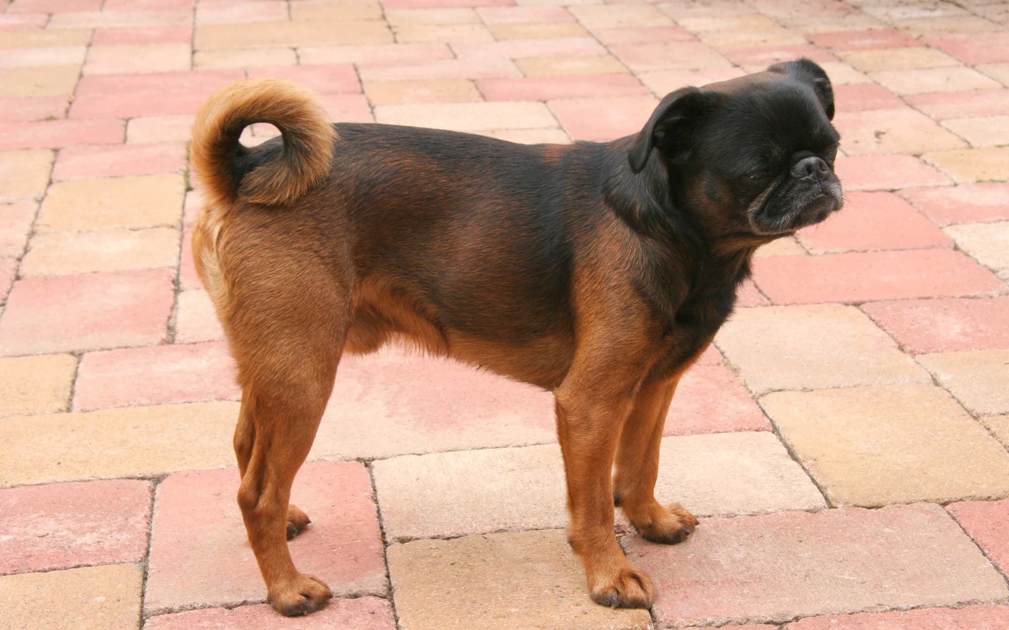 Dog Breeds trivia question image