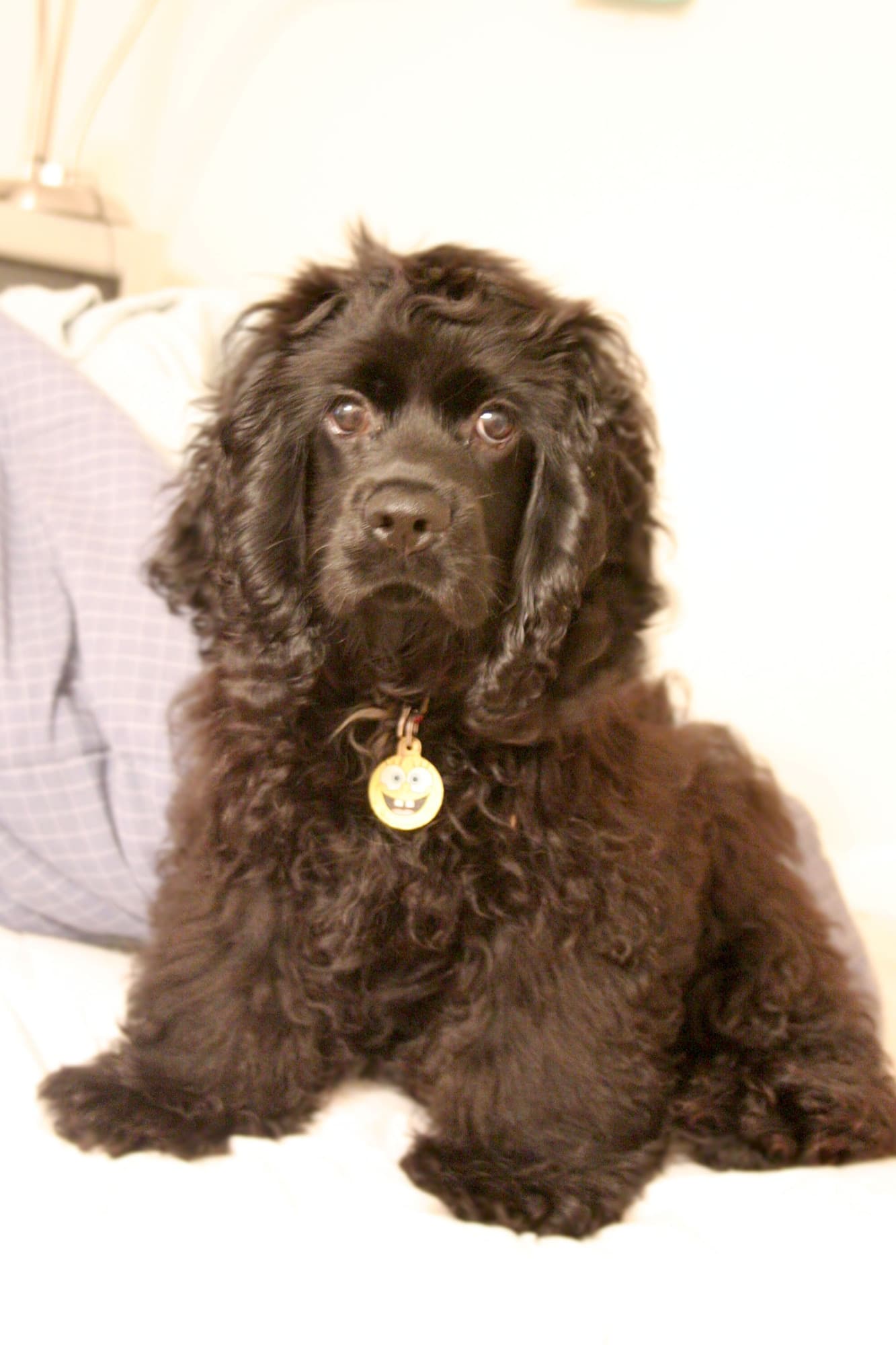 Dog Breeds trivia question image