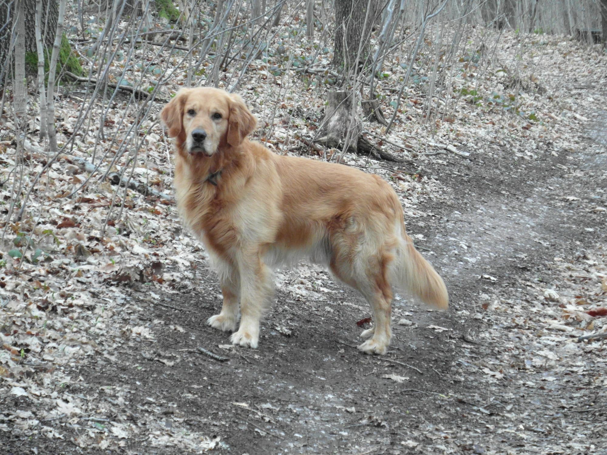 Dog Breeds trivia question image