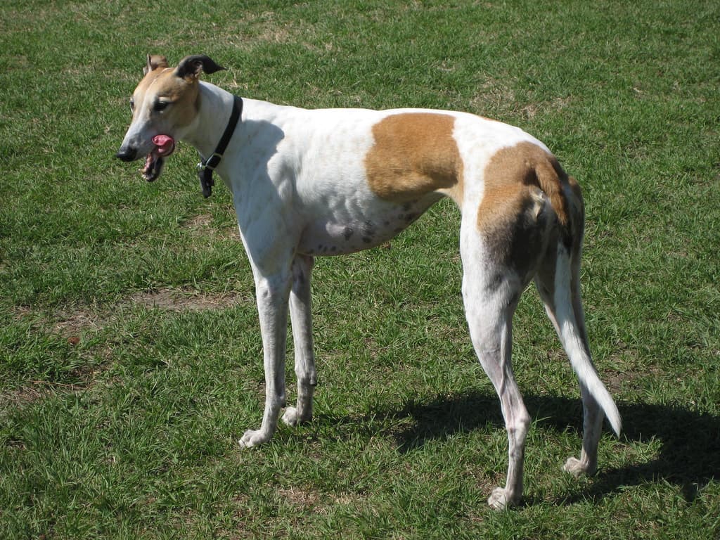 Dog Breeds trivia question image