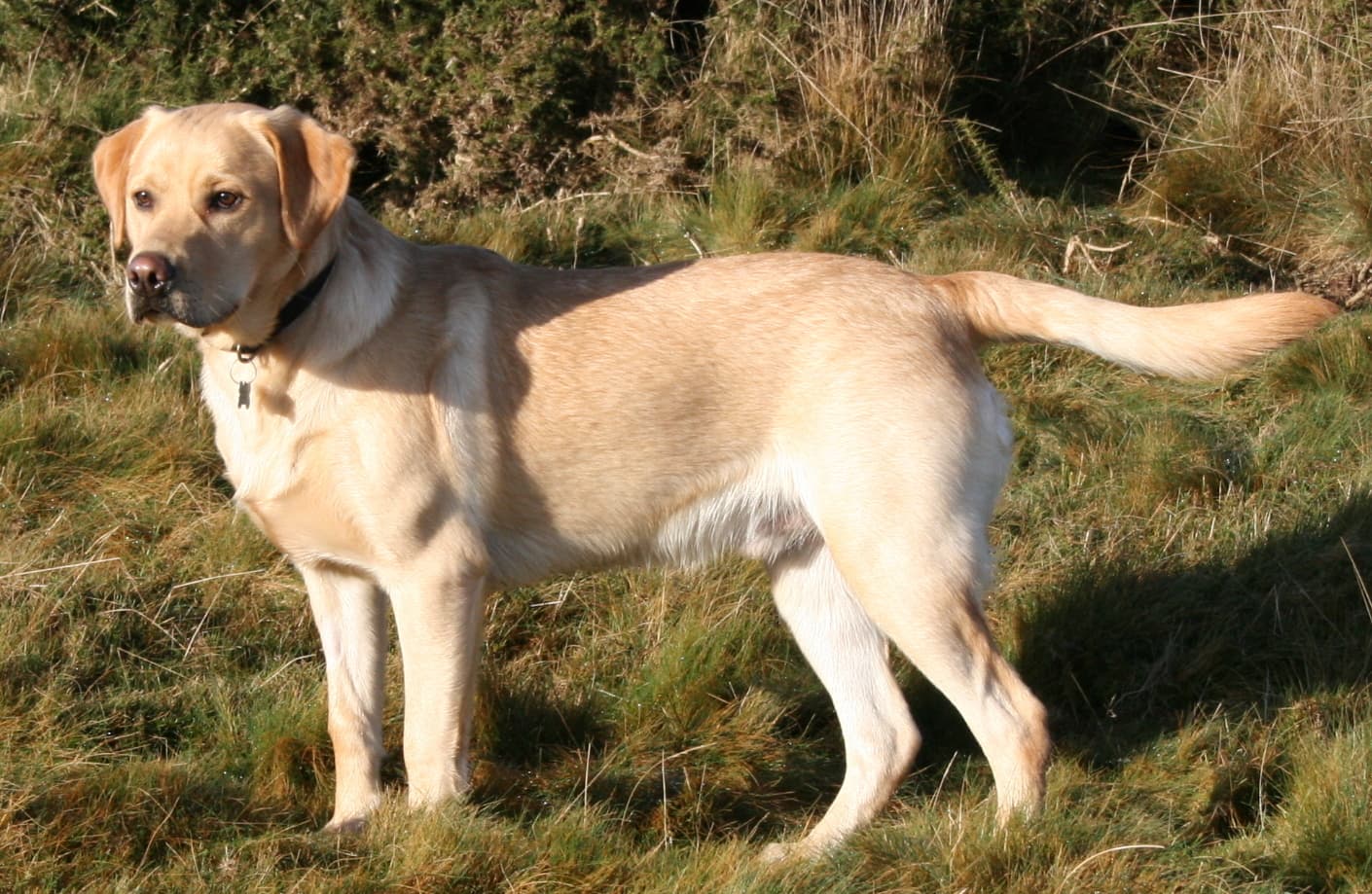 Dog Breeds trivia question image