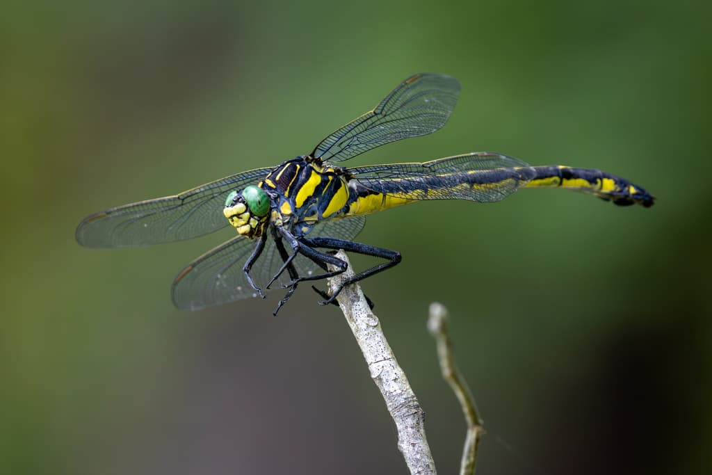 Dragonflies of the World trivia question image