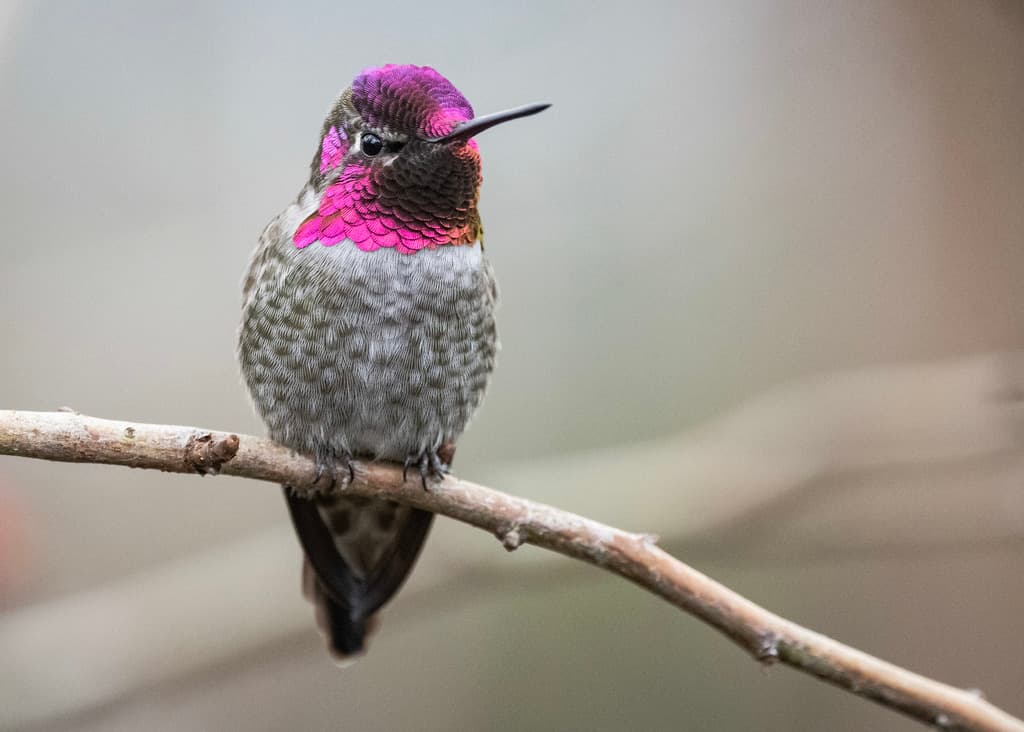 Hummingbirds of the Americas trivia question image