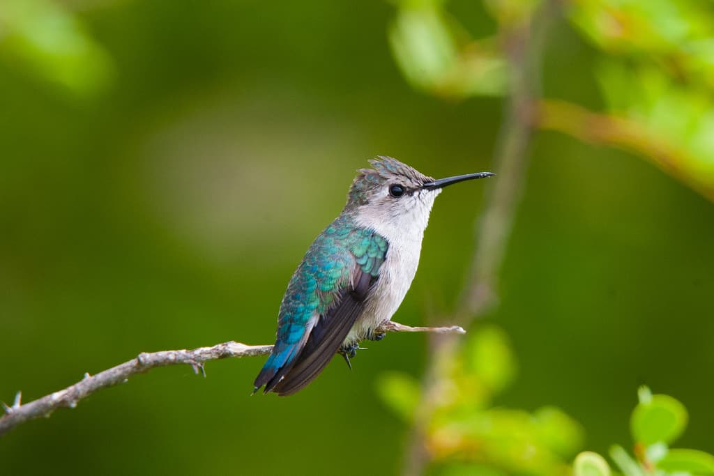 Hummingbirds of the Americas trivia question image