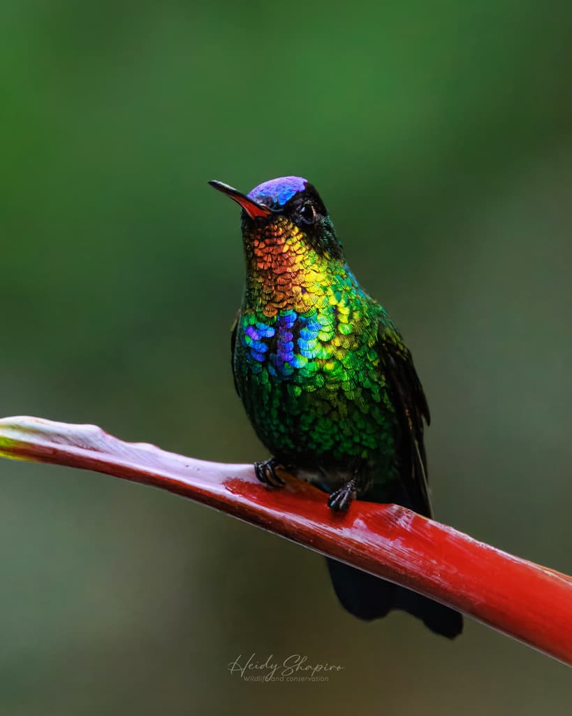Hummingbirds of the Americas trivia question image