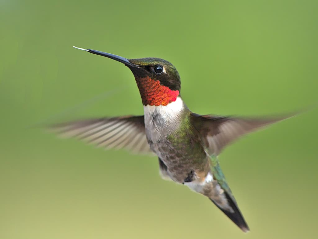 Hummingbirds of the Americas trivia question image