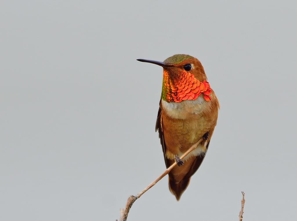 Hummingbirds of the Americas trivia question image