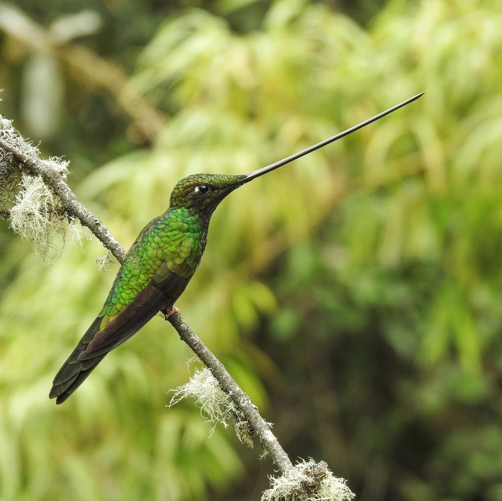 Hummingbirds of the Americas trivia question image