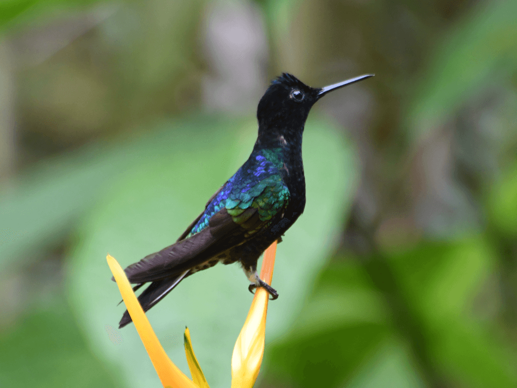 Hummingbirds of the Americas trivia question image