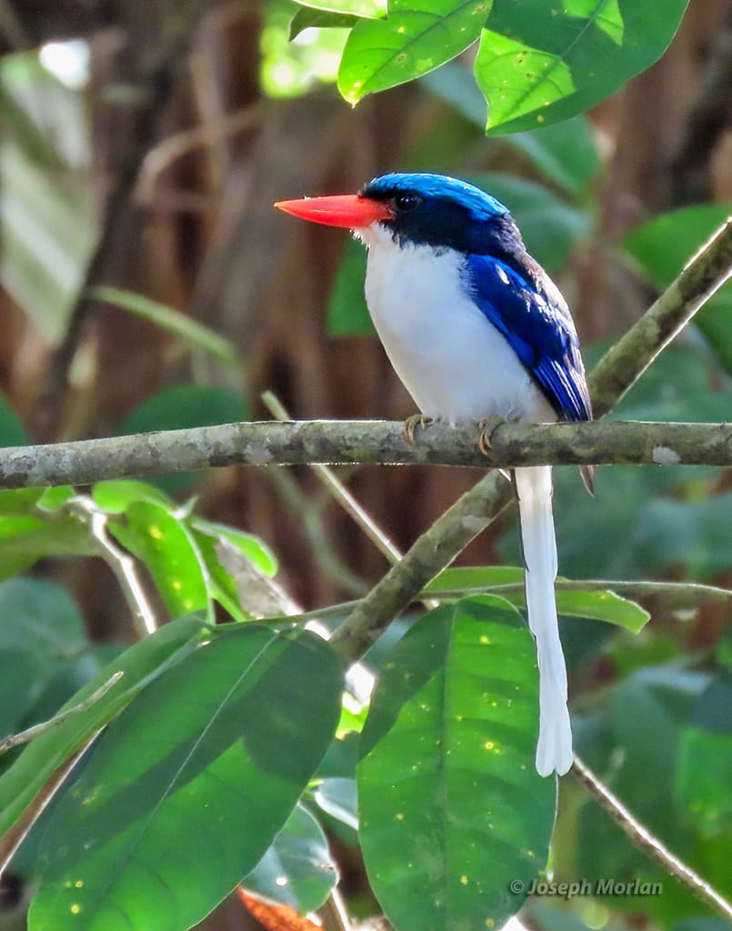 Kingfishers of the World trivia question image