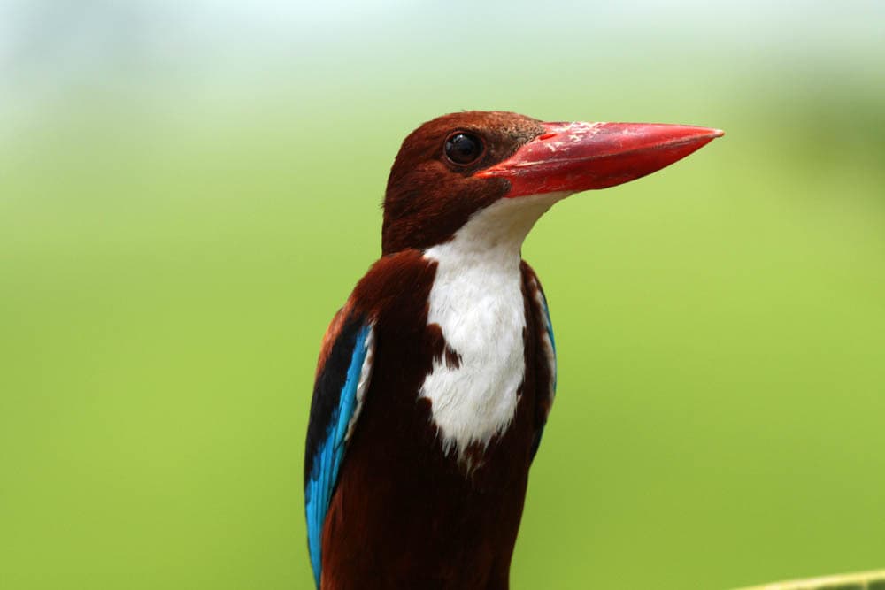 Kingfishers of the World trivia question image