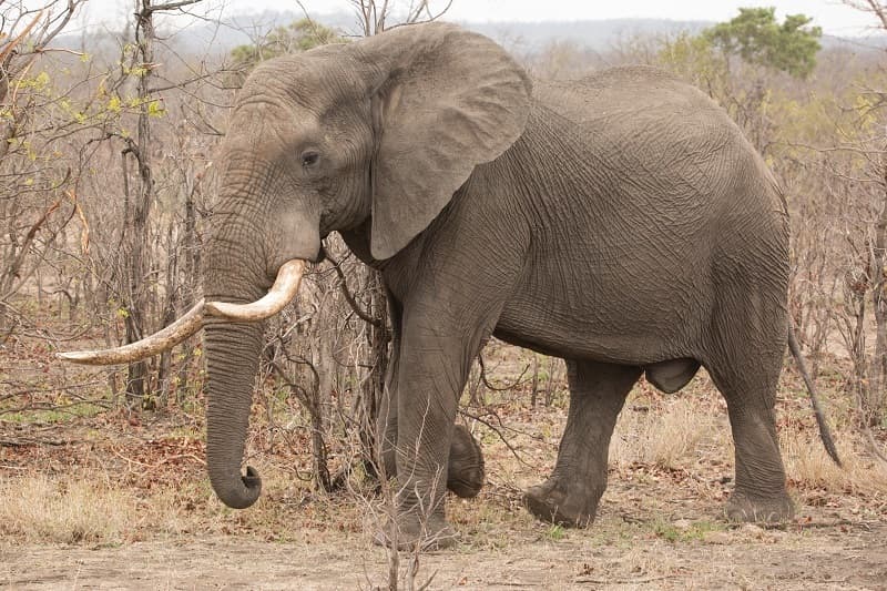 Mammals of Africa trivia question image