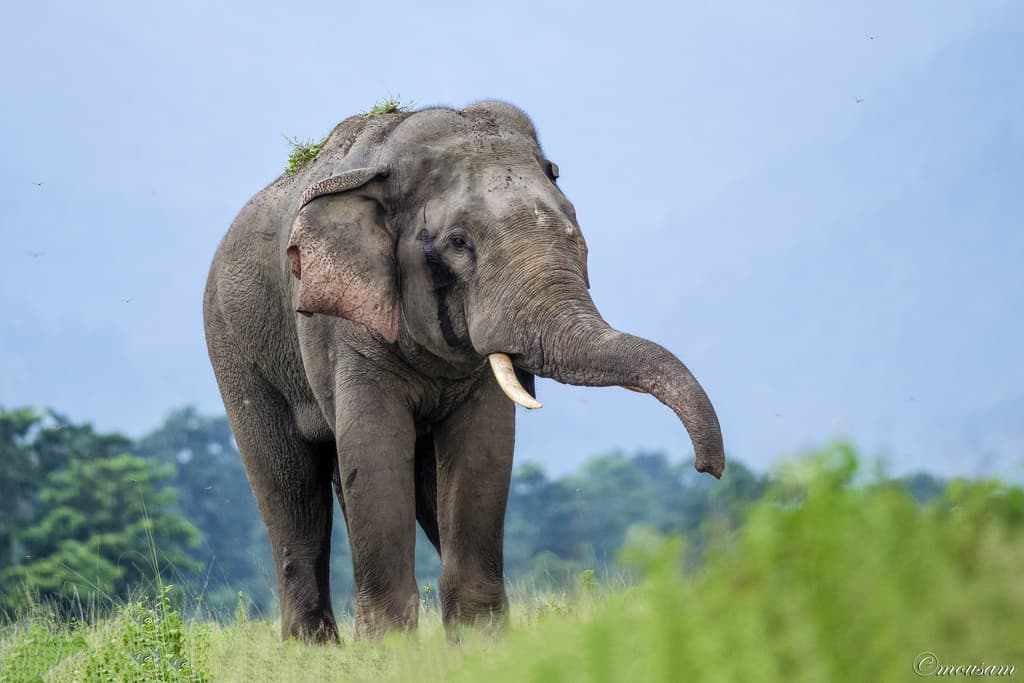 Mammals of Asia trivia question image