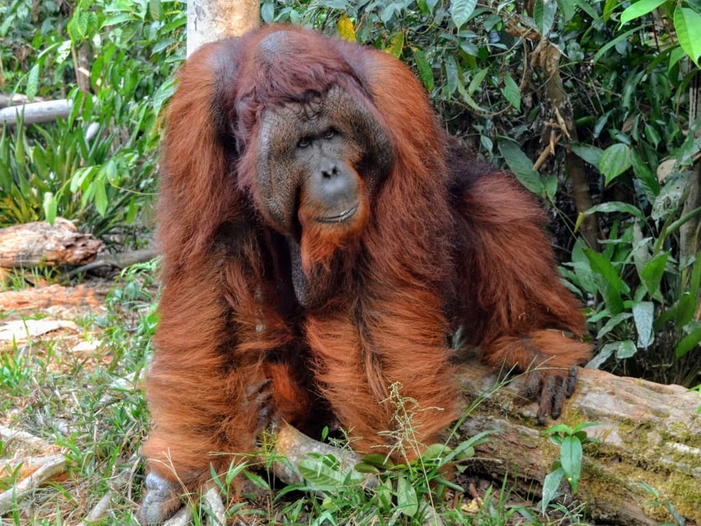 Mammals of Asia trivia question image