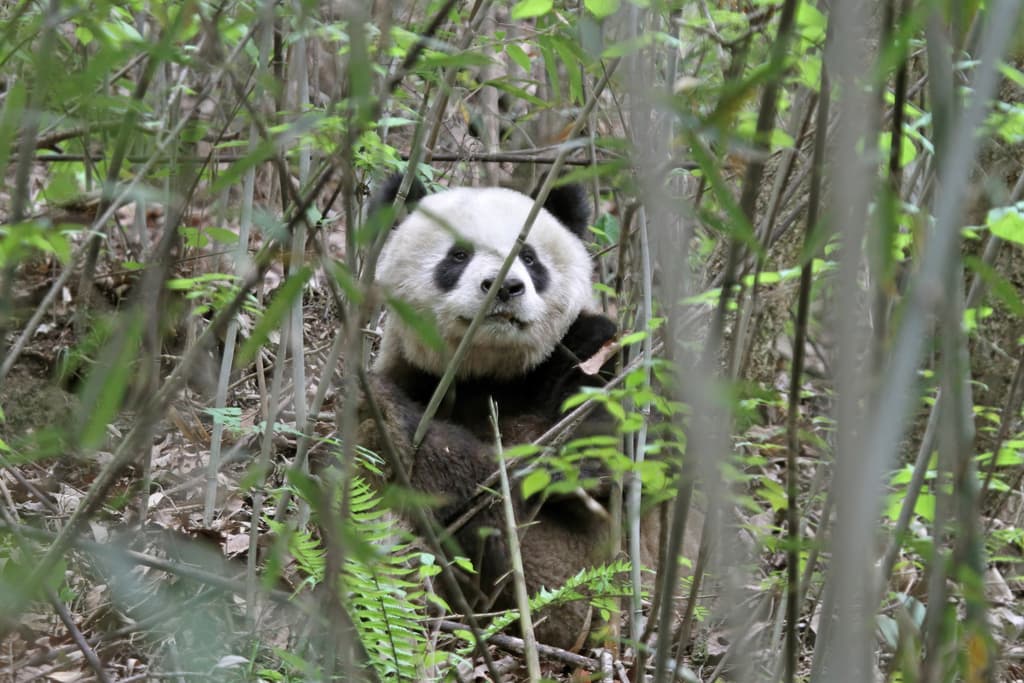 Mammals of Asia trivia question image