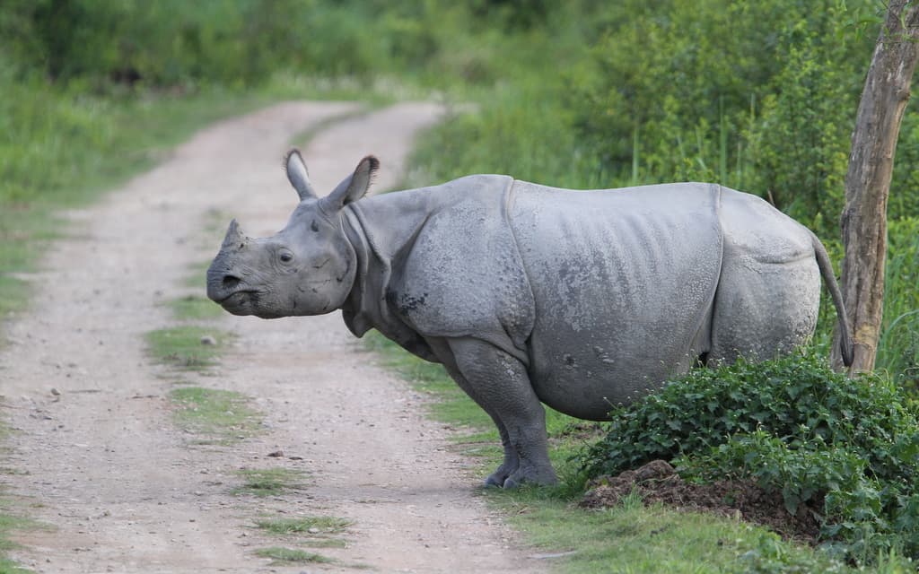 Mammals of Asia trivia question image