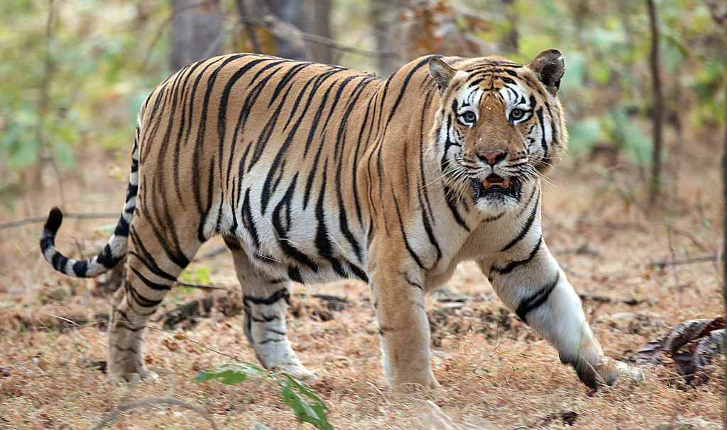 Mammals of Asia trivia question image
