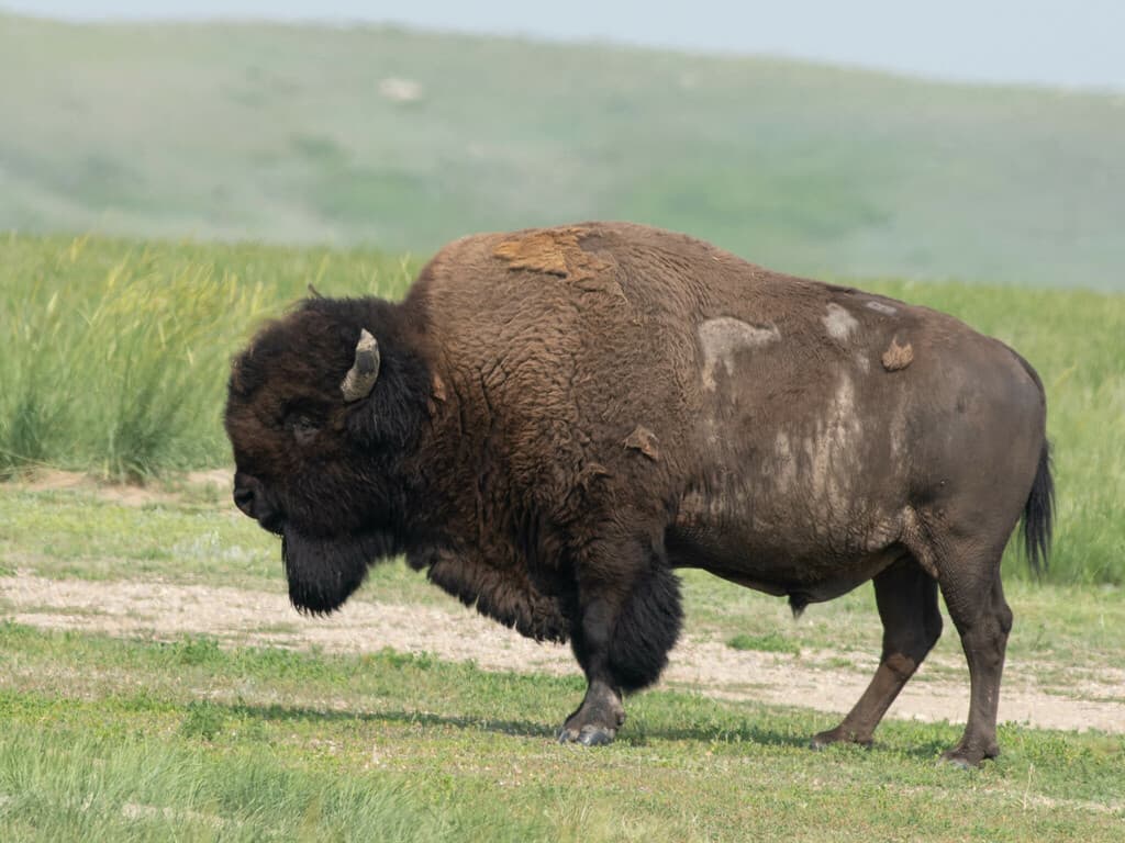 Mammals of North America trivia question image