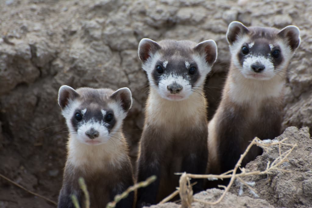 Mammals of North America trivia question image