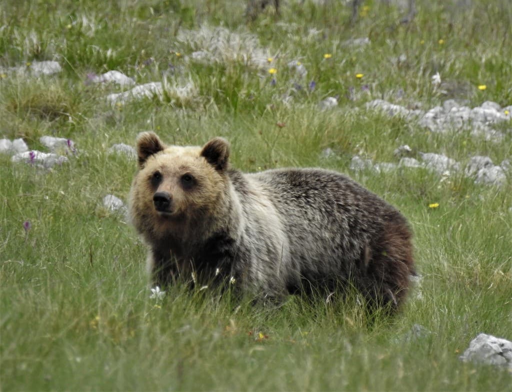 Mammals of North America trivia question image