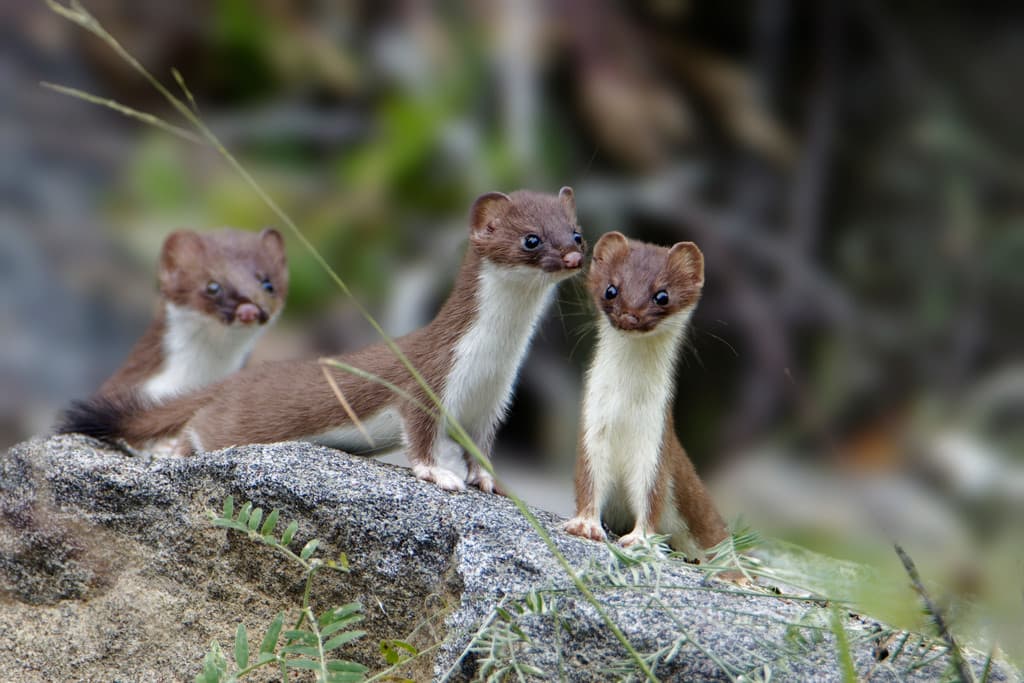 Mammals of North America trivia question image