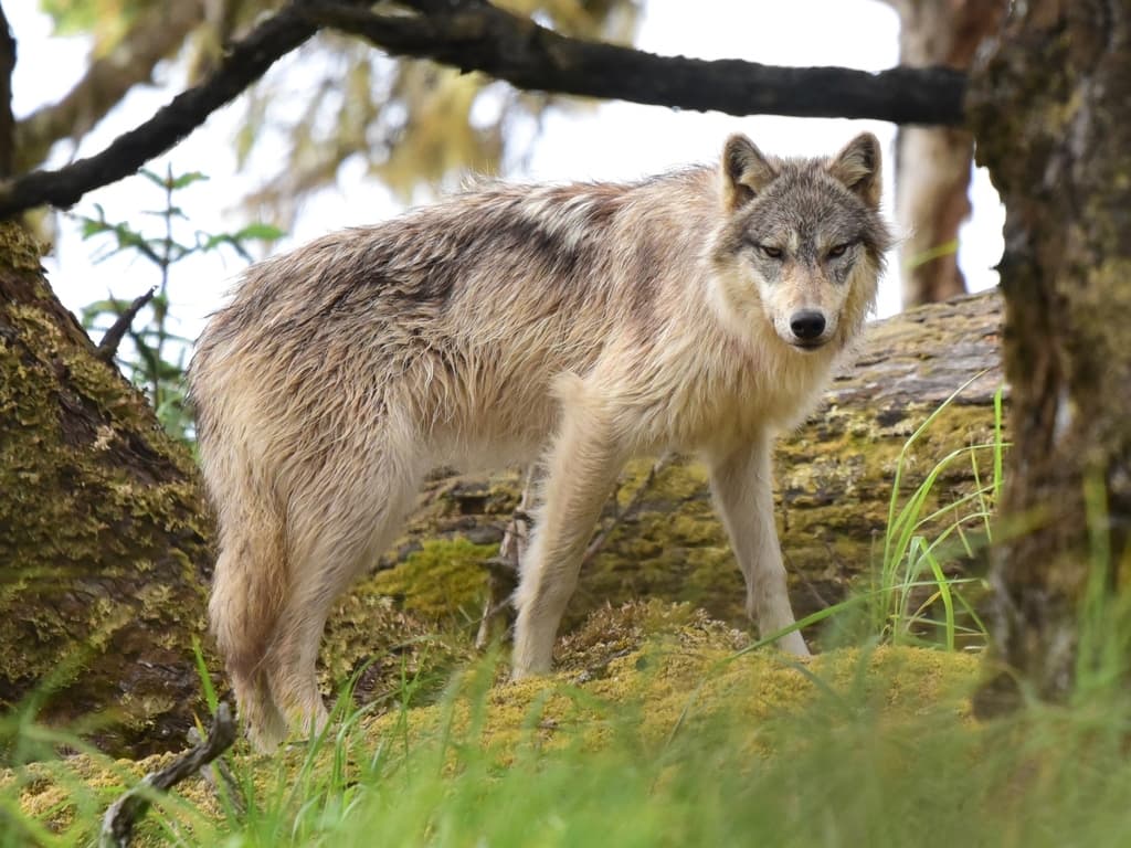 Mammals of North America trivia question image