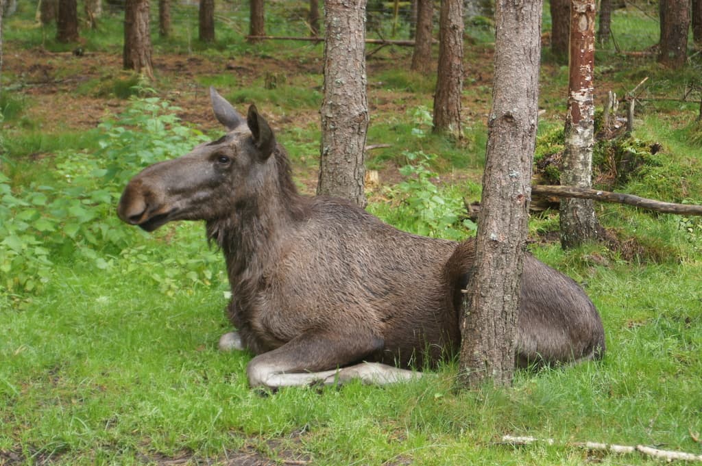 Mammals of North America trivia question image
