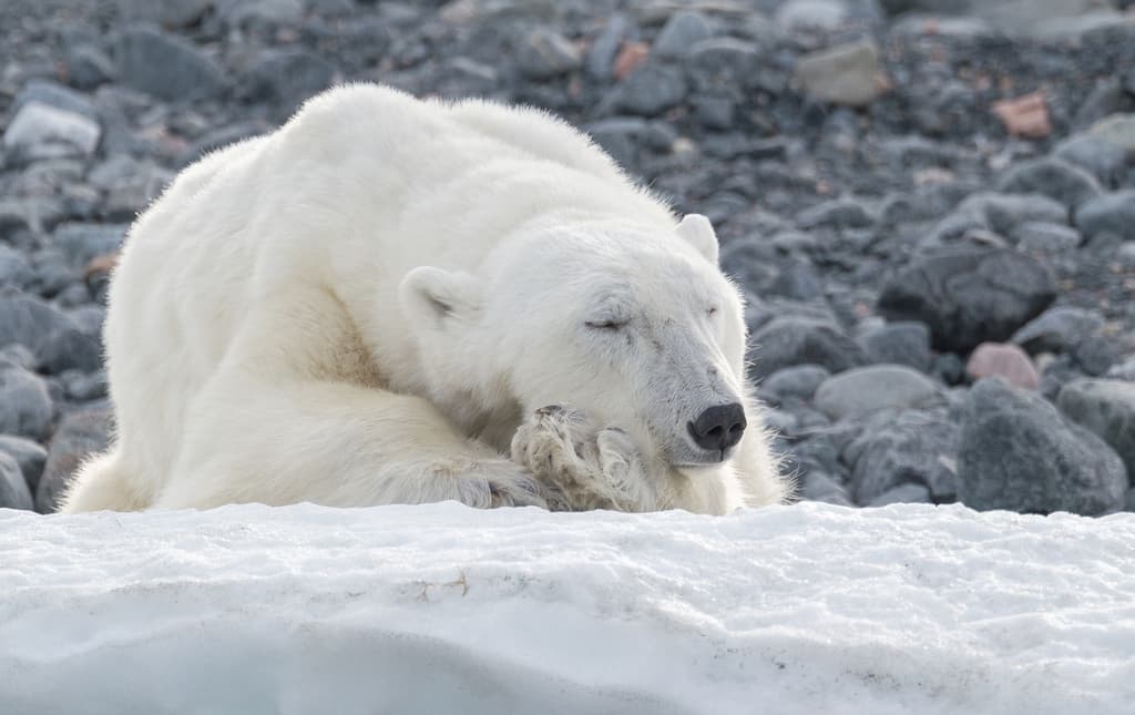 Mammals of North America trivia question image