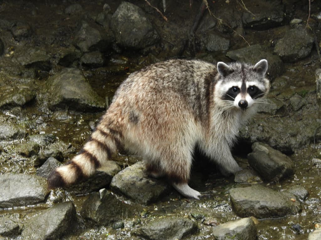 Mammals of North America trivia question image