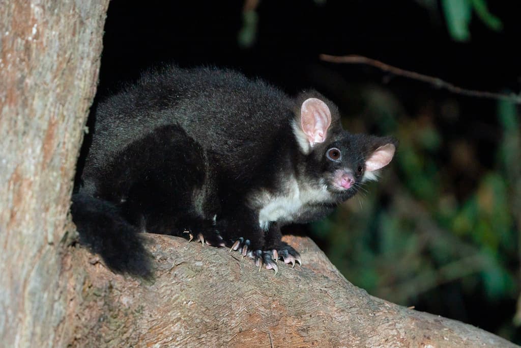 Mammals of Oceania trivia question image