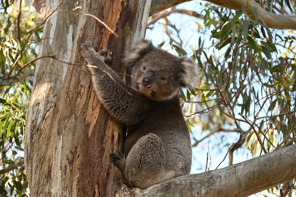 Mammals of Oceania trivia question image