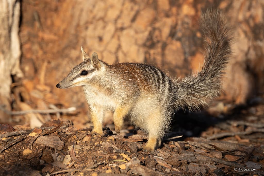 Mammals of Oceania trivia question image