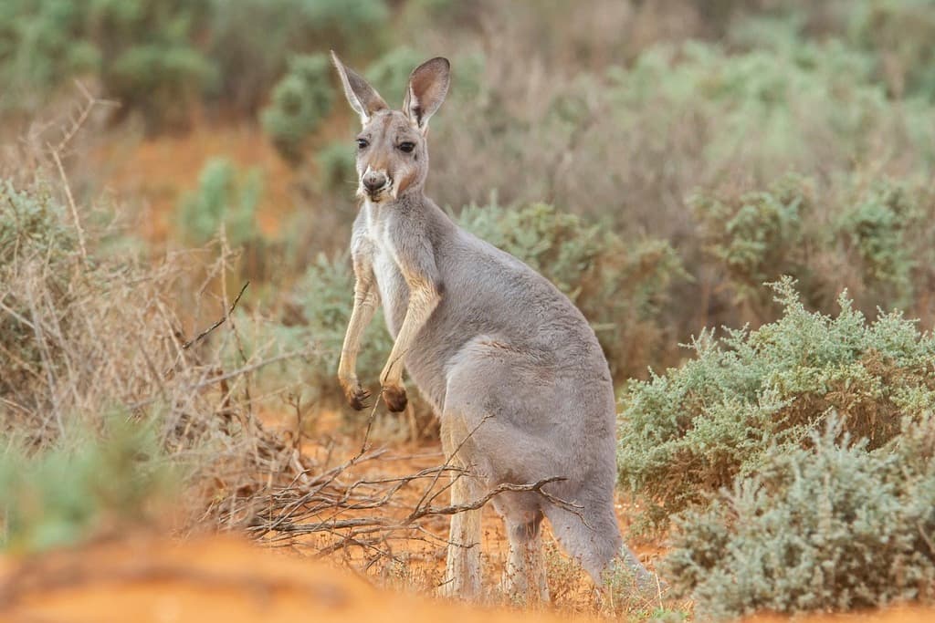 Mammals of Oceania trivia question image