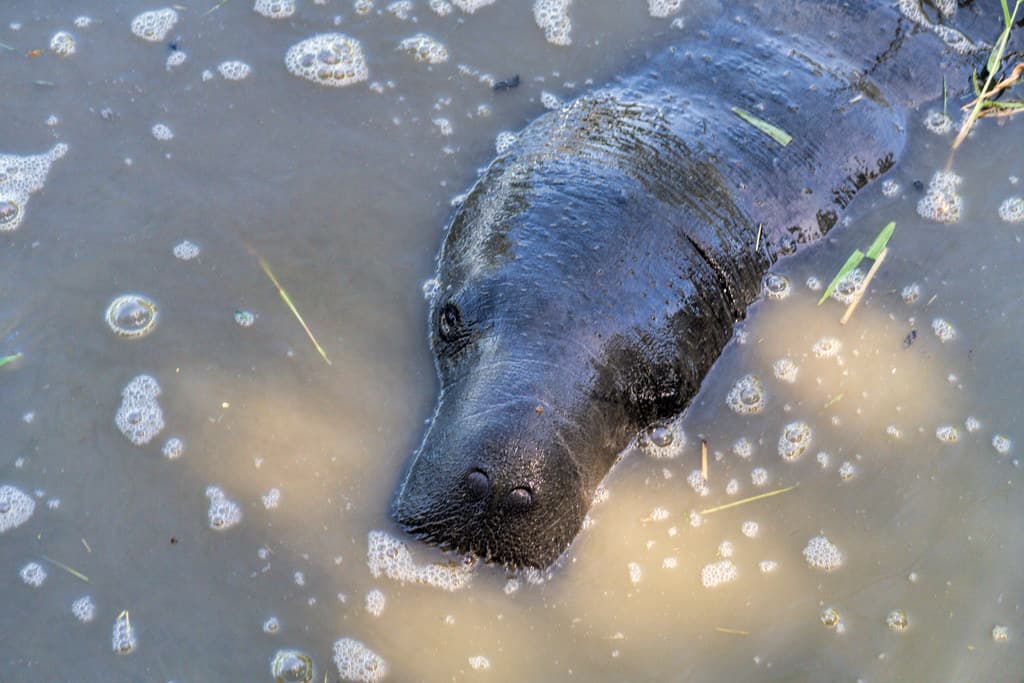 Mammals of South America trivia question image
