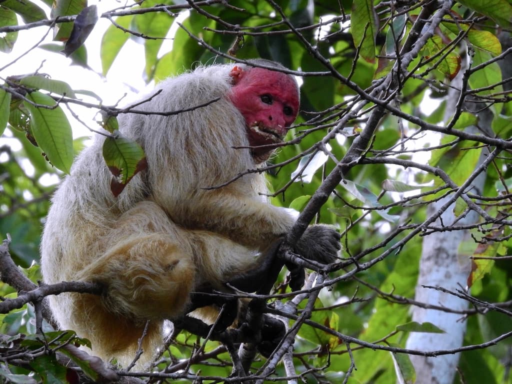 Mammals of South America trivia question image