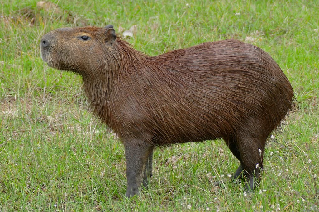 Mammals of South America trivia question image